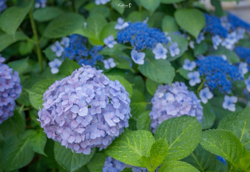 kelvin李の写真作品 159